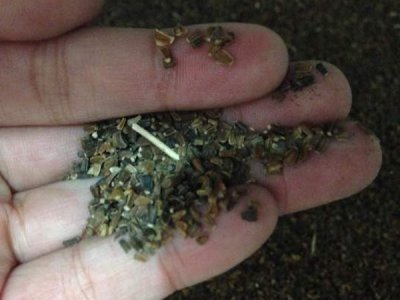 大量批發茼蒿菊種子，價格便宜質量好