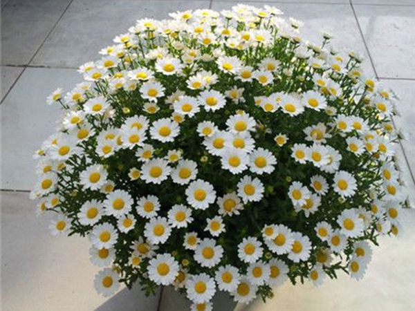 茼蒿菊6.jpg