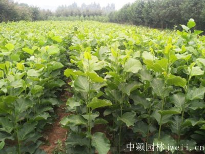 玉蘭樹育苗七月份栽能活嗎？