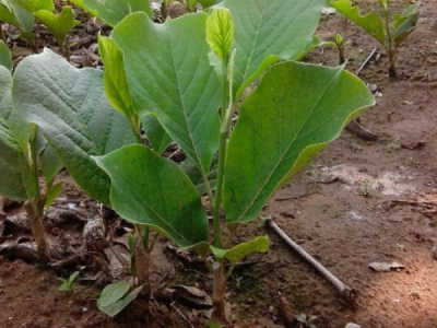 新疆有玉蘭花嗎？