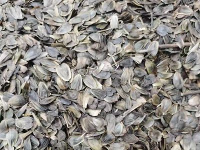 串葉松香草可以越冬嗎？