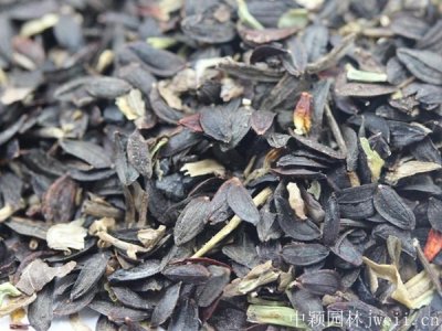 苦荬菜播種前種子要泡水嗎？