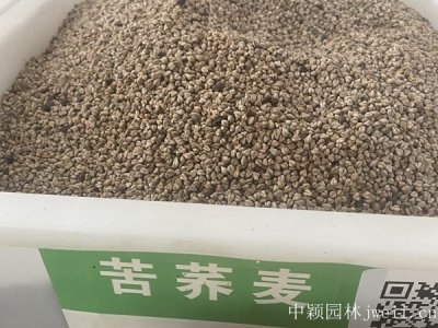 黑龍江省可以種蕎麥嗎？