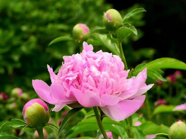 1691922921900516.png 芍藥1.png