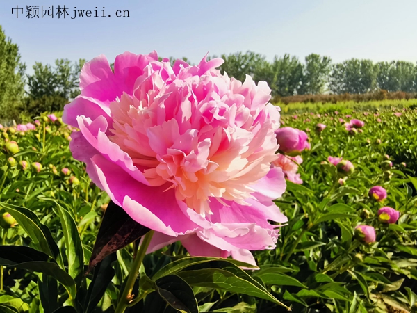 1691922943234395.jpg 芍藥花9.jpg