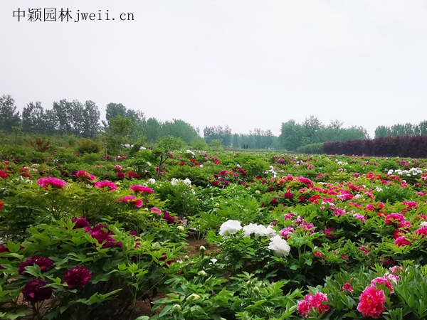 1691922994639809.jpg 芍藥花3_副本.jpg