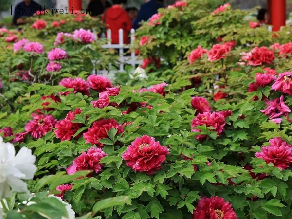 1691923002298346.jpg 芍藥花22.jpg