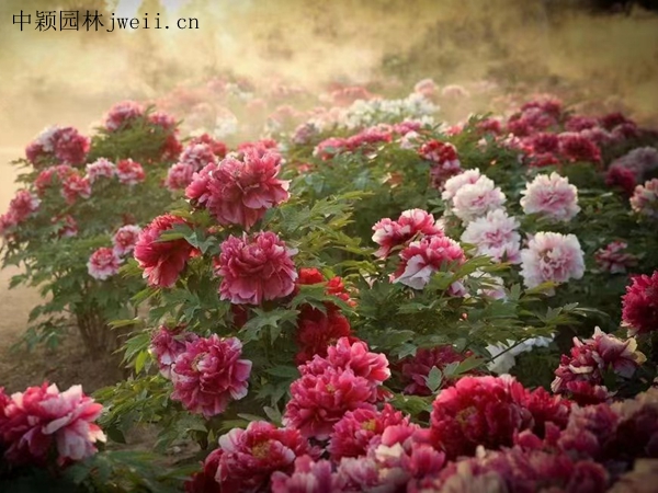 1691923018301605.jpg 芍藥花20.jpg