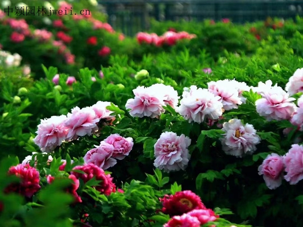 1691923089841823.jpg 芍藥花24.jpg