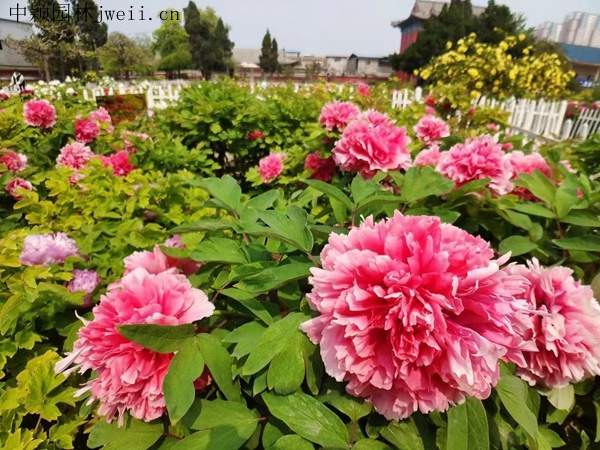1691923107557970.jpg 芍藥花43.jpg
