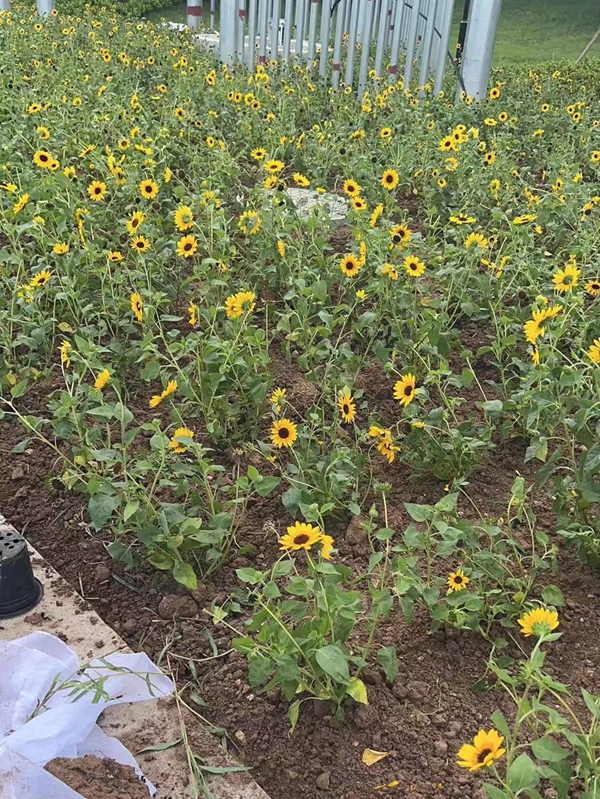 1691984708619550.jpg 微信圖片_20230702182126.jpg