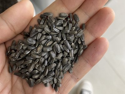 玩具熊向日葵結種子嗎？