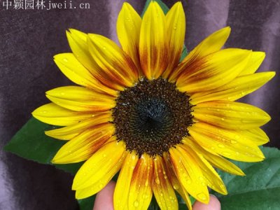 向日葵夏季還可播種嗎？