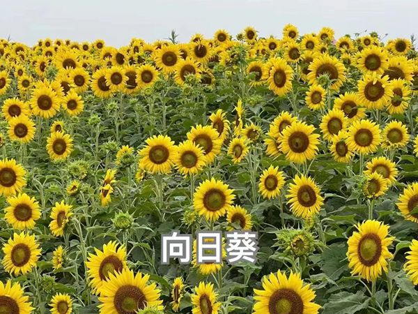 1692242649247017.jpg 野花組合18.jpg