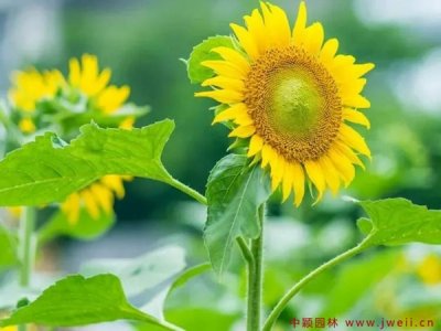 六月份種向日葵晚嗎？