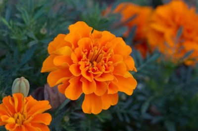 孔雀草第二年還能開花嗎？