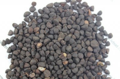 牽牛花6月份還能種嗎？