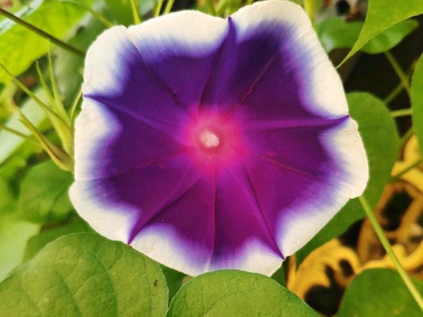 1693033245423379.jpg 牽牛花1.jpg