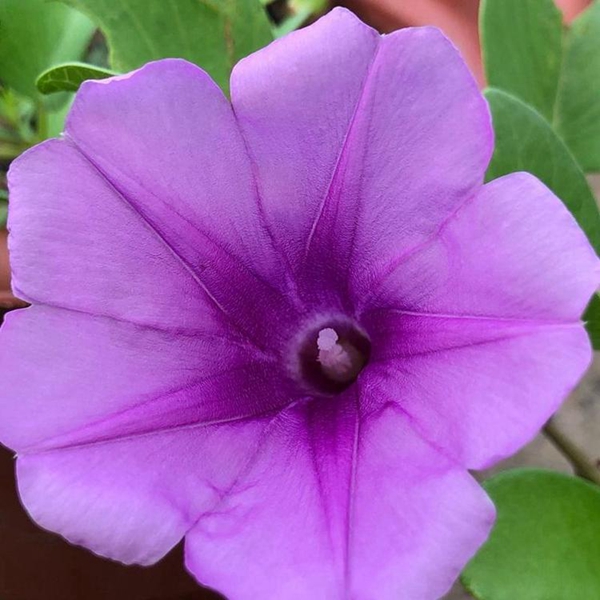 1693033320991499.jpg 牽牛花.jpg