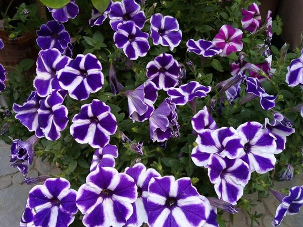 1693033362737788.jpg 牽牛花5.jpg