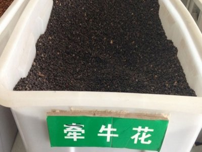 6月份可以種牽牛花嗎？