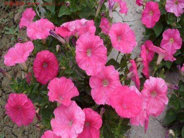 1693034109842202.jpg 牽牛花9.jpg