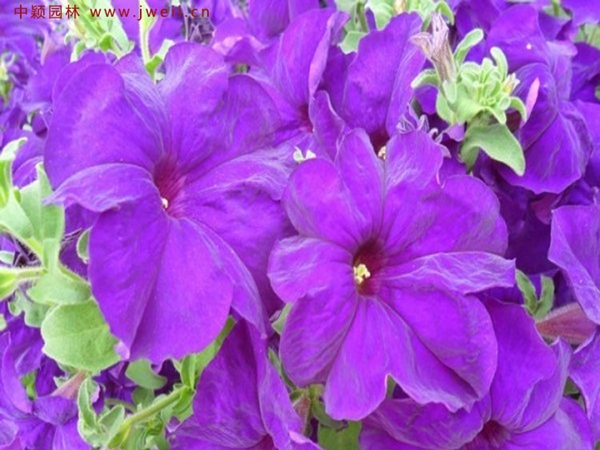 1693034187337789.jpg 牽牛花10.jpg
