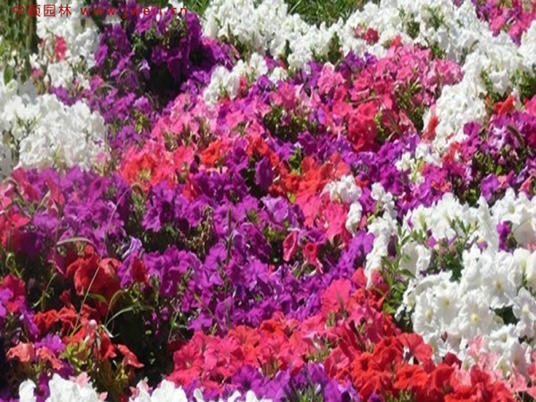 1693034191136306.jpg 牽牛花11.jpg