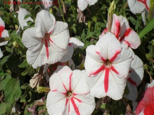 1693034889603877.jpg 牽牛花8.jpg