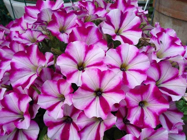 1693034924857617.jpg 牽牛花2.jpg