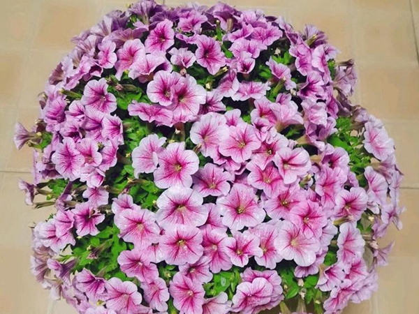 1693034932310955.jpg 牽牛花4.jpg