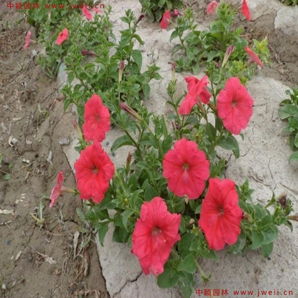 1693038209824466.jpg 牽牛花12.jpg