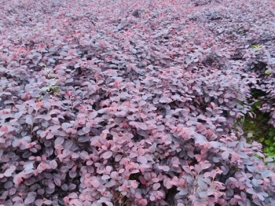 紅葉小檗新疆能種嗎？