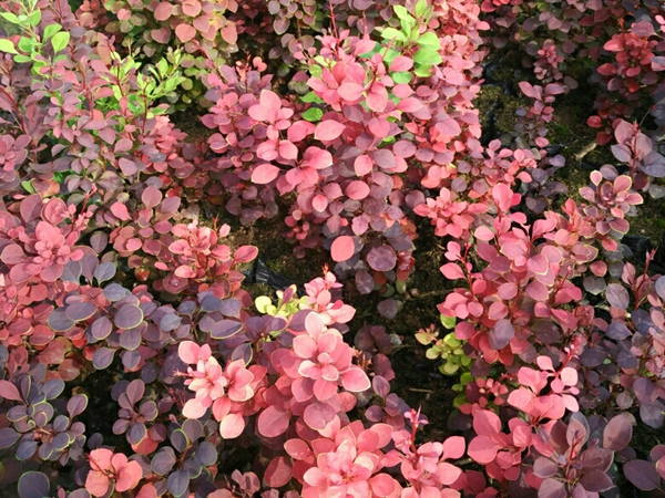 1693040703833360.jpg 紅葉小檗1.jpg