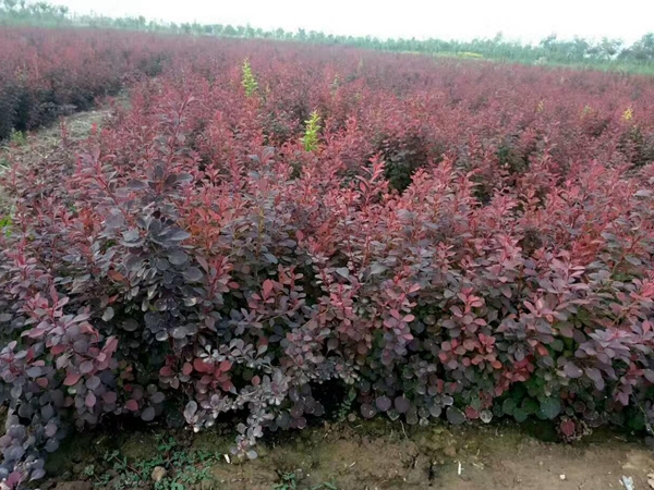 1693040754406858.jpg 紅葉小檗17.jpg