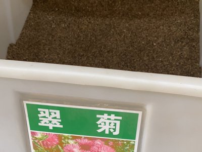 翠菊能過冬嗎？