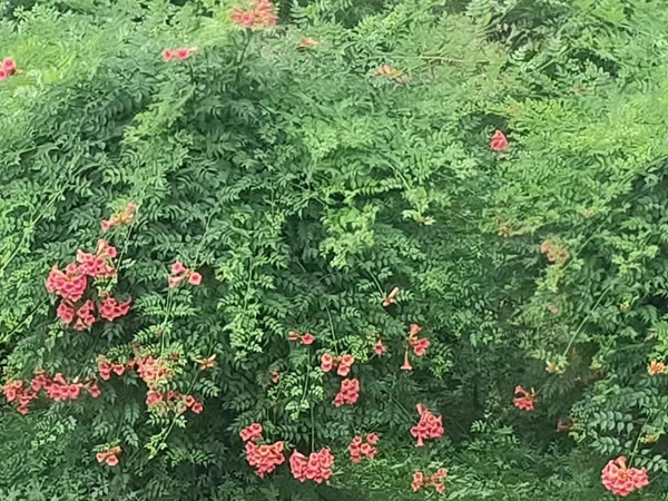 1693394336524132.jpg 凌宵.jpg