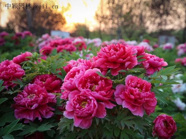 1694161445239808.jpg 芍藥花8.jpg