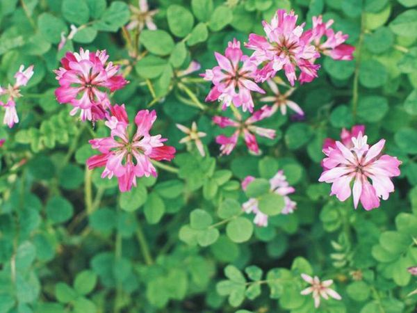 紫花苜蓿8.jpg