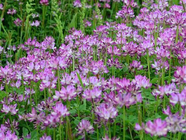 紫花苜蓿9.jpg