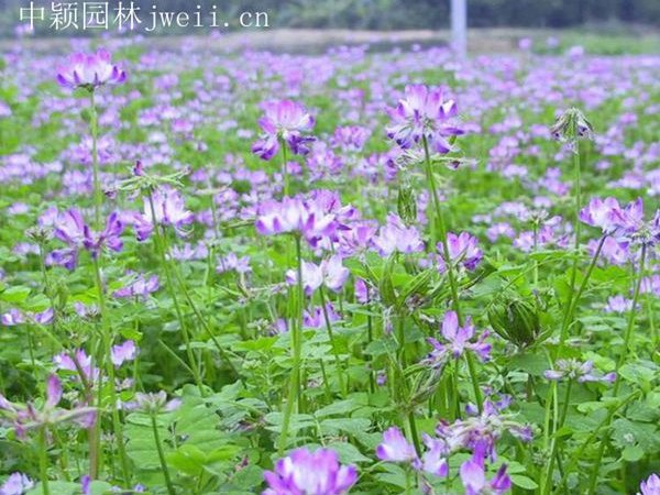 紫花苜蓿12.jpg