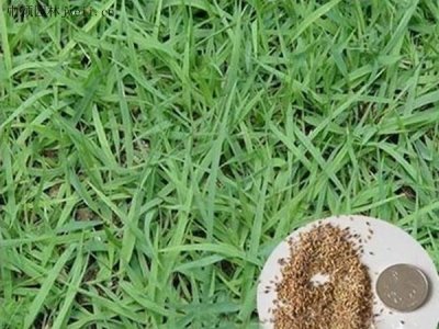 四月可以種植結縷草嗎？