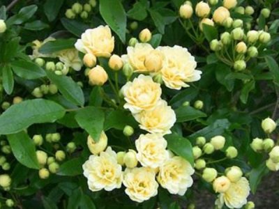 黃木香適合東北種植嗎？