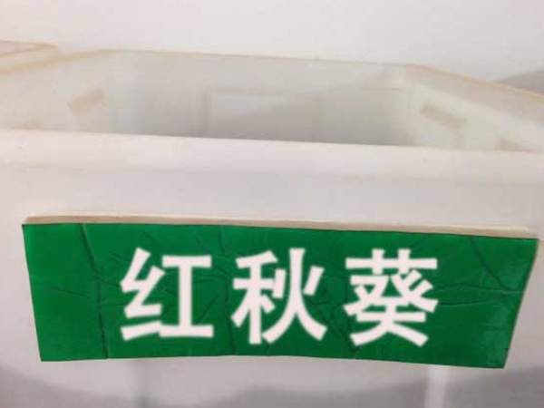 1694481341895914.png 紅秋葵2.png