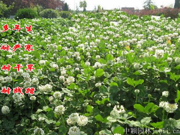 1694835535230662.jpg 絳三葉種子5.jpg