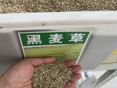 高溫下能種植草坪嗎？