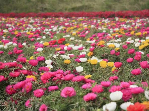 1696326424835261.jpg 太陽花.jpg