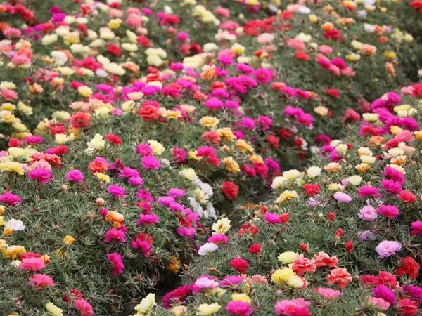 1696326441849304.jpg 太陽花1.jpg
