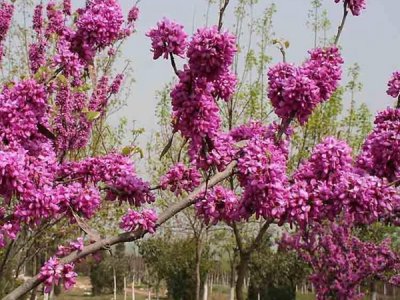 夏天能種紫荊種子嗎？