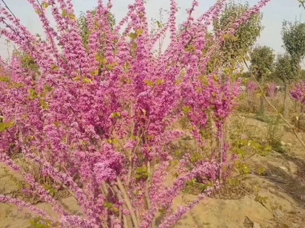 1696768478774006.jpg 紫荊12.jpg